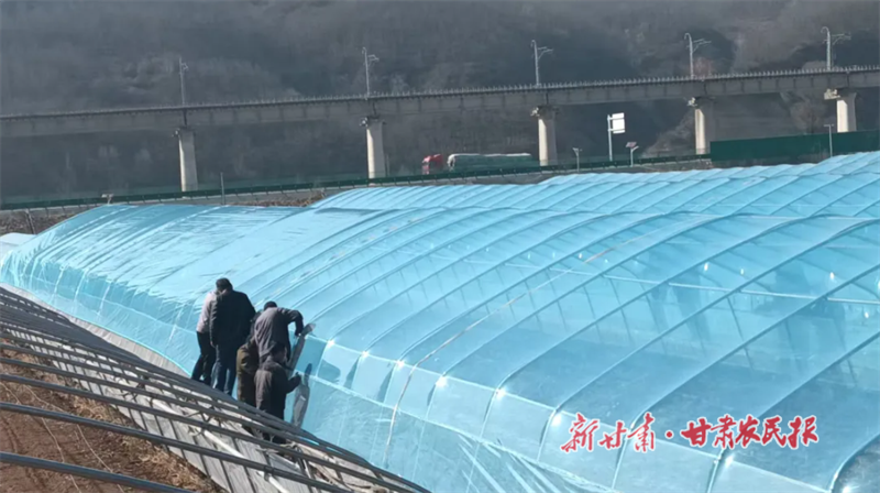 村民正在更換蔬菜大棚棚膜1.png