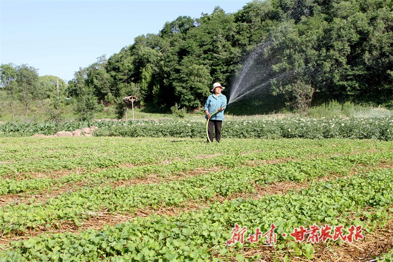 馬峽鎮(zhèn)藥農(nóng)正在管護(hù)藥苗 張小兵攝.jpg