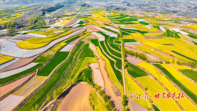 華亭市山寨鄉(xiāng)油菜.png