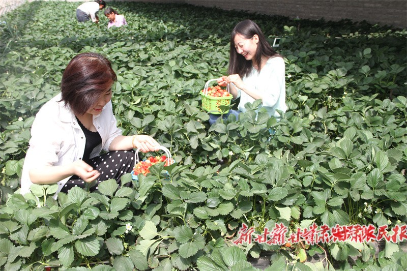 華亭市安口鎮(zhèn)朱家坡村發(fā)展采摘農(nóng)業(yè)帶動群眾致富張小兵攝.jpg