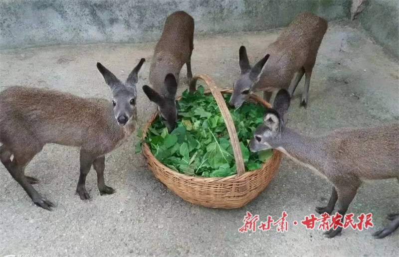 飼養(yǎng)林麝圖.jpg