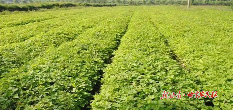 藥材種植照片.jpg