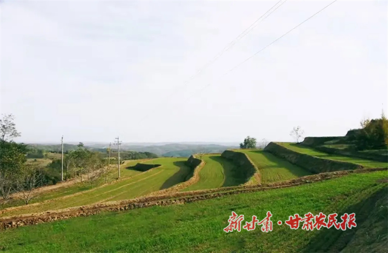 冬小麥.jpg
