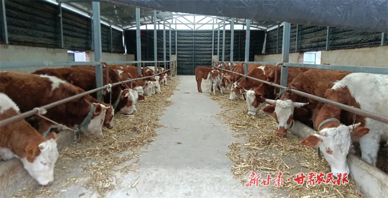 河西鎮(zhèn)肉牛養(yǎng)殖場.jpg