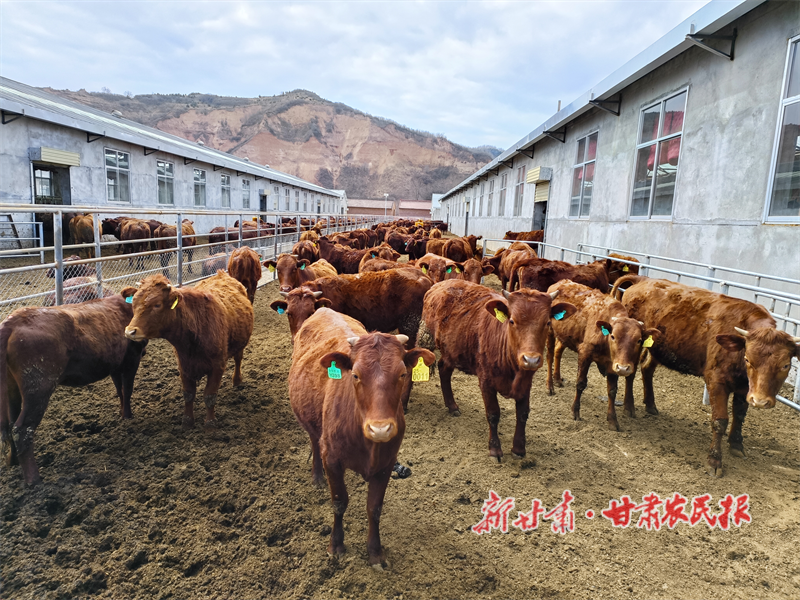 華亭市肉牛養(yǎng)殖基地.png