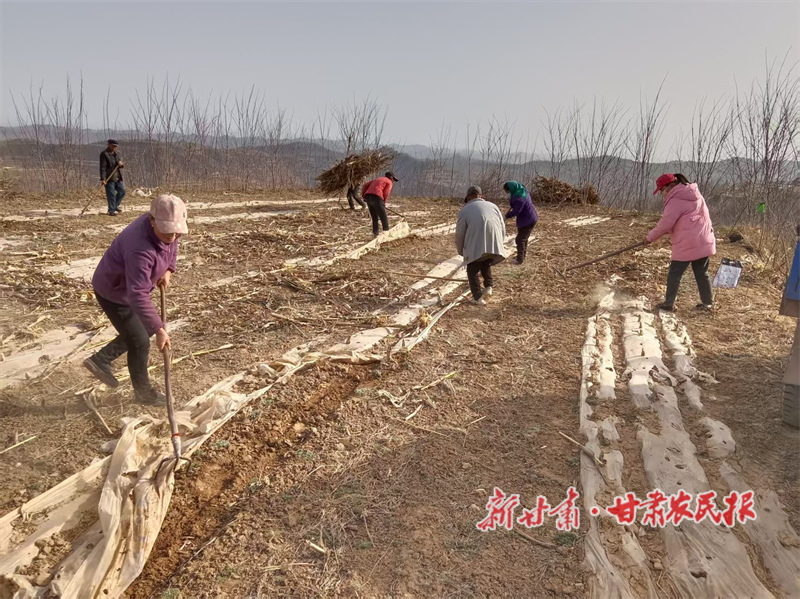 清理廢舊地膜.png