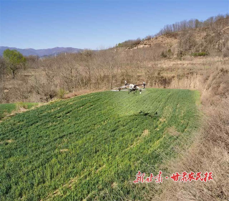 無人機(jī)噴灑生物菌劑.jpg