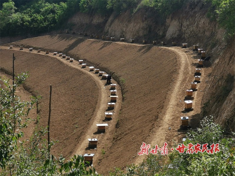 曹家溝村中蜂養(yǎng)殖場(chǎng).jpg