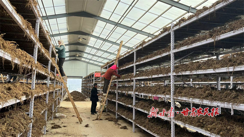 馬峽鎮(zhèn)新康公司工人晾曬藥材.jpg