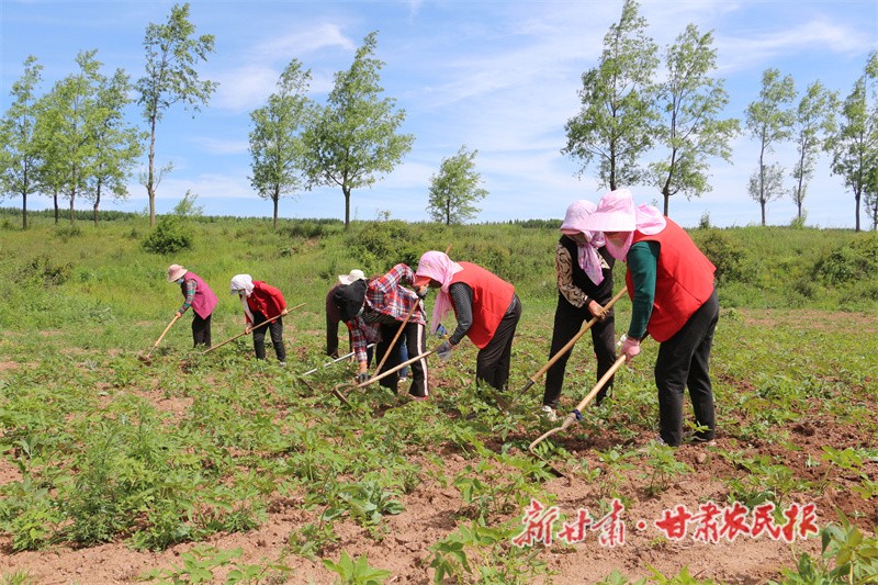 藥材管護.jpg