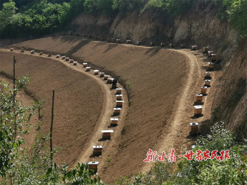 中蜂養(yǎng)殖場(chǎng).jpg