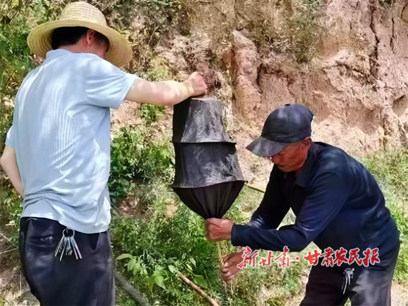 蜂群管護(hù).jpg