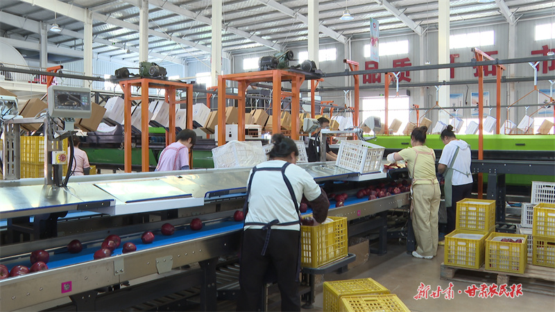 工人們正在裝箱分級(jí)后的蘋果