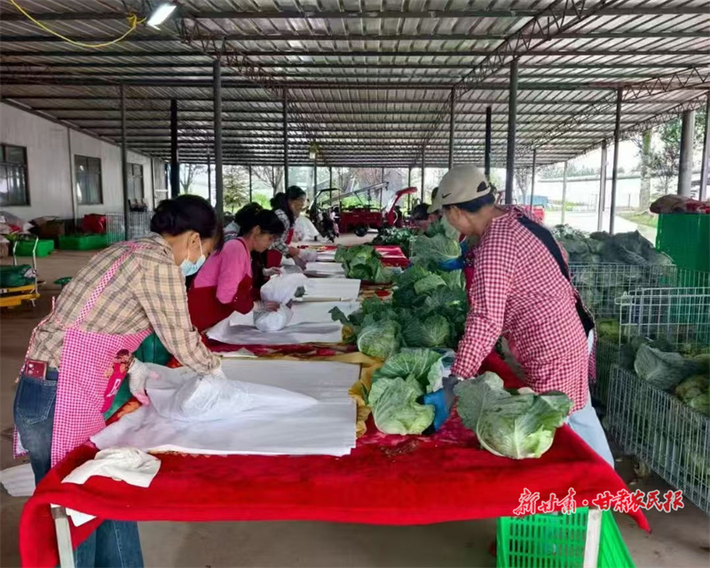 工人正在打包甘藍(lán)