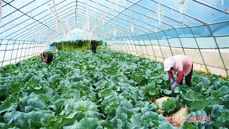 工人采摘甘藍(lán)