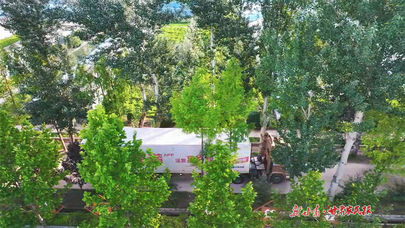 甘藍(lán)運(yùn)輸1