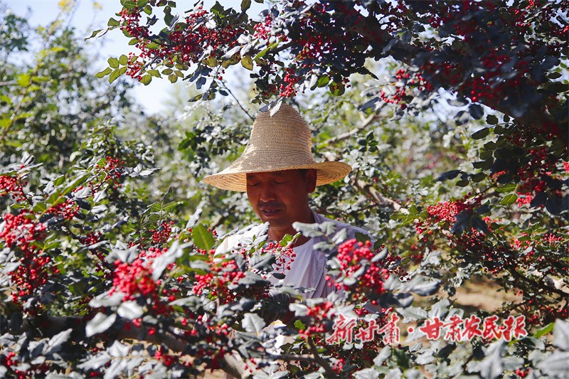 1753187170983334.jpg 1753174220036071936.jpg