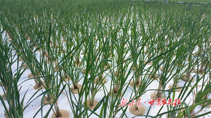 1753187208572057.jpg 1753174246832094037.jpg