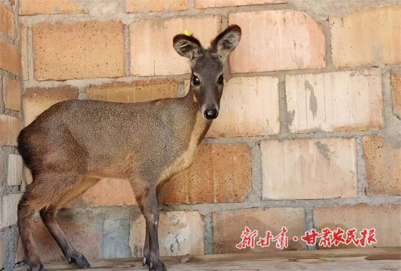 西華鎮(zhèn)林麝養(yǎng)殖基地養(yǎng)殖的林麝.jpg