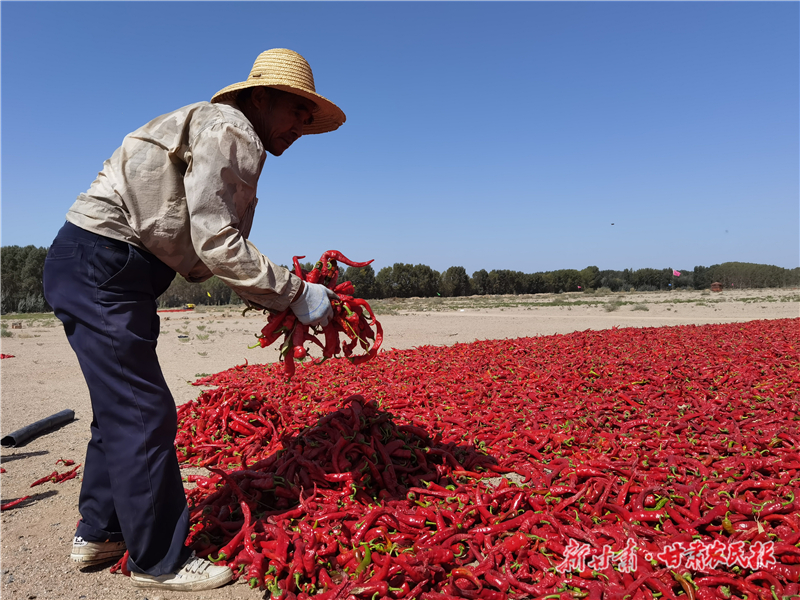 辣椒2