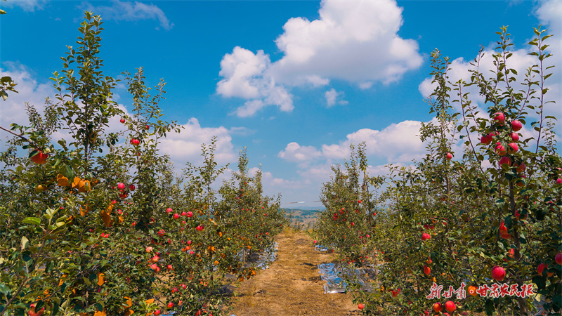 果園里紅彤彤的果實綴滿枝頭,蘋果進入采摘期8(司磊攝)