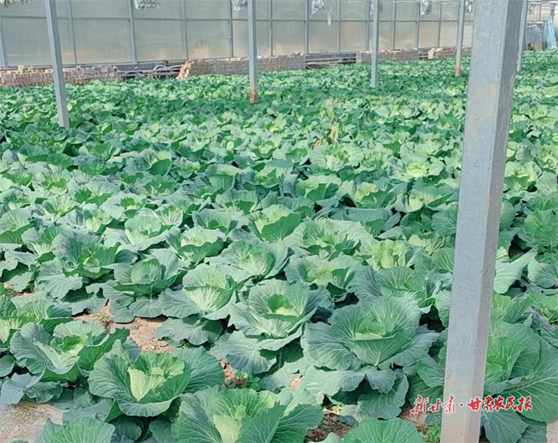 崇信 三十噸包菜首次啟航越南之旅