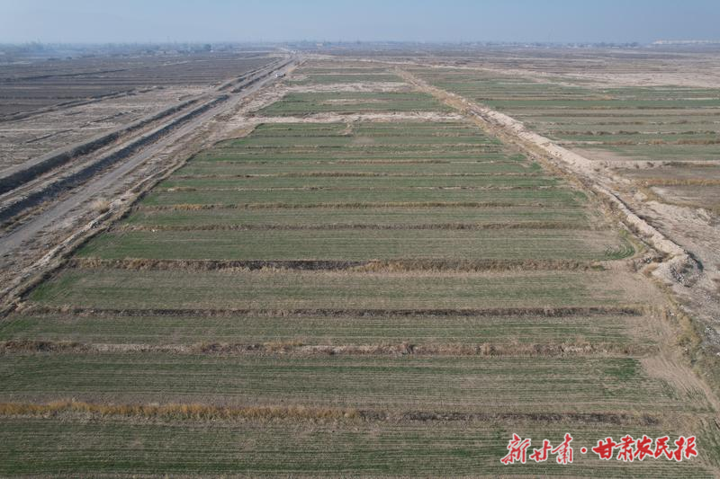 涼州區(qū)五和鎮(zhèn)：冬小麥出苗見綠 長勢喜人