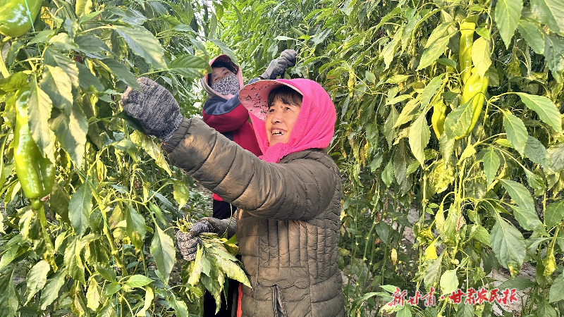 涼州：冬日大棚好“豐”景
