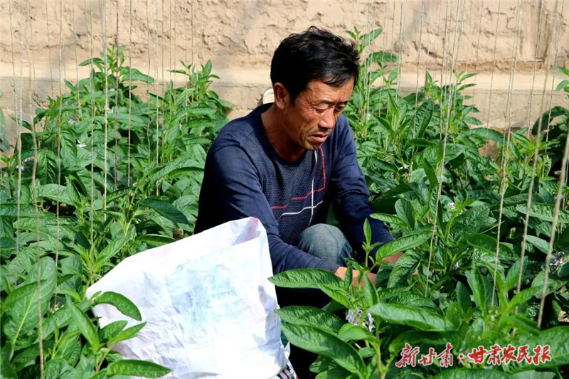 民勤縣東壩鎮(zhèn)：“話(huà)”豐收 “曬”幸福