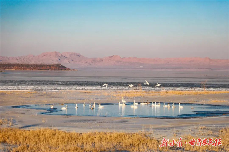 【圖片新聞】民勤：紅崖山水庫天鵝舞