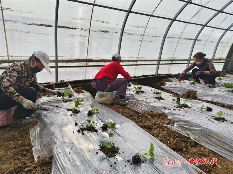 【萬象“耕”新】涇川：人勤春來早 瓜農(nóng)移栽忙