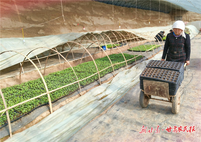 【圖片新聞】古浪：溫室大棚育苗忙