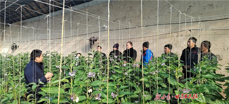 民勤：農(nóng)技專家到田間 精心指導助增收