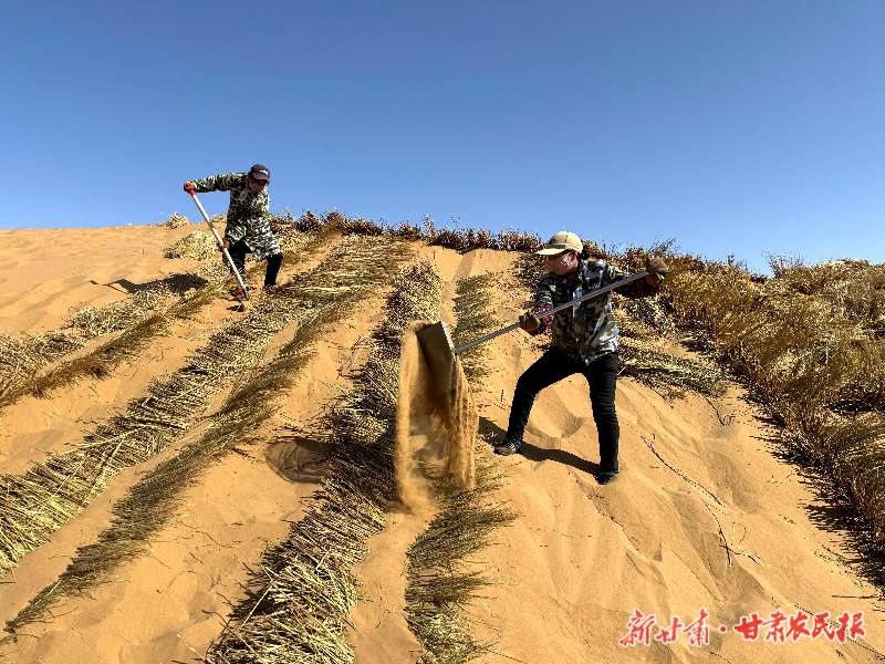 從“綠進(jìn)沙退”到鎖邊成林！民勤的綠色逆襲方程式