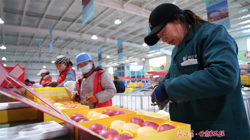 “靜寧蘋果”錯峰銷售“紅”遍全國
