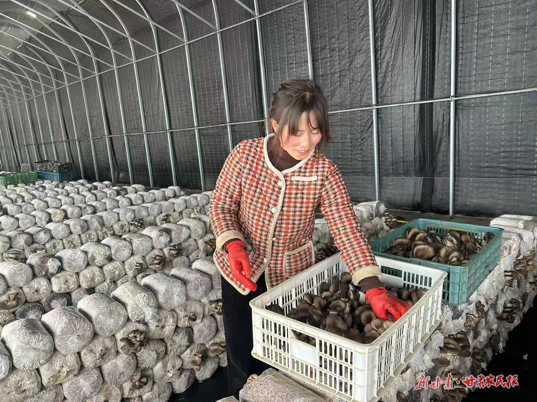 春風(fēng)催人早 萬象“耕”新忙——鎮(zhèn)原縣春耕春管一線見聞