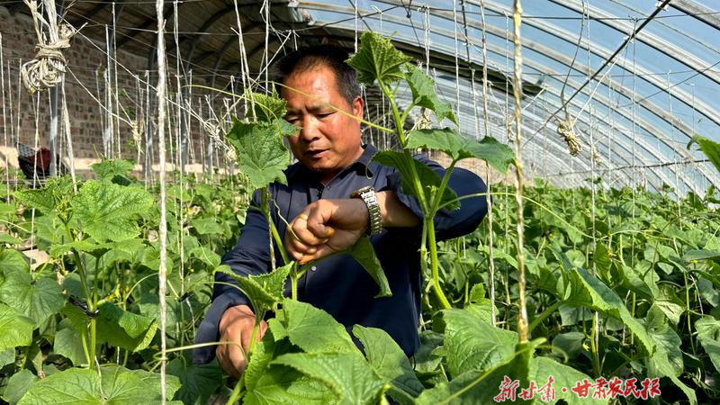 古浪：“溫室產業(yè)+電商平臺” 走出致富新路徑