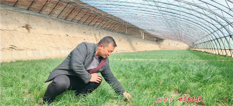 民勤沙蔥榮登全國兩會餐桌 戈壁灘上綻放節(jié)水農(nóng)業(yè)“綠色奇跡”