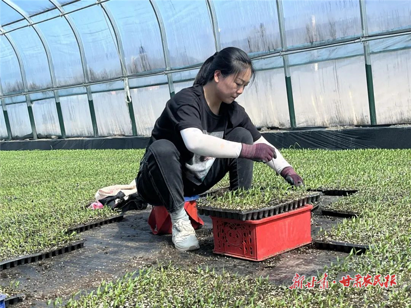 民勤：夯實(shí)農(nóng)業(yè)“芯”基礎(chǔ) 育苗產(chǎn)業(yè)“多點(diǎn)開花”