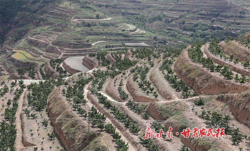 秦安縣：“神仙嶺”上種出了大櫻桃

