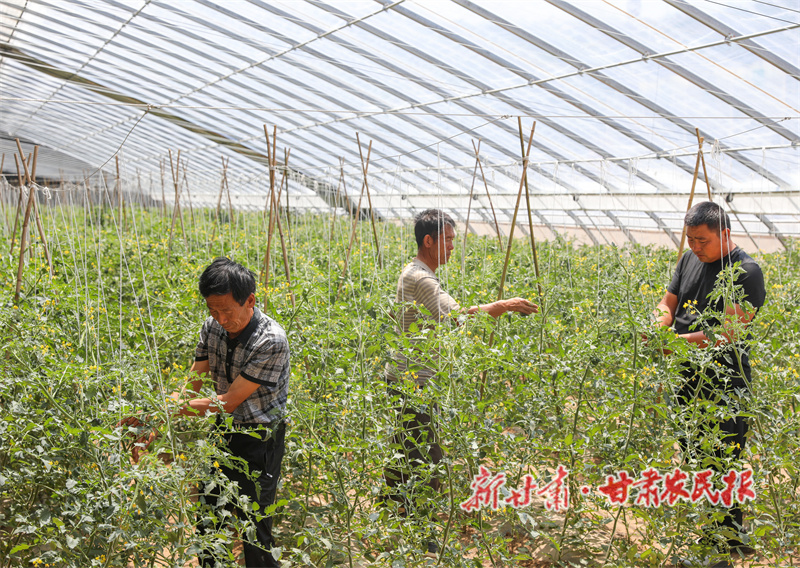 秦安縣：科技育苗結(jié)碩果 產(chǎn)業(yè)振興譜新篇