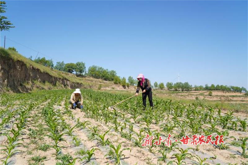 秦安縣：“糧改飼” 奏響富民強(qiáng)農(nóng)新樂(lè)章

