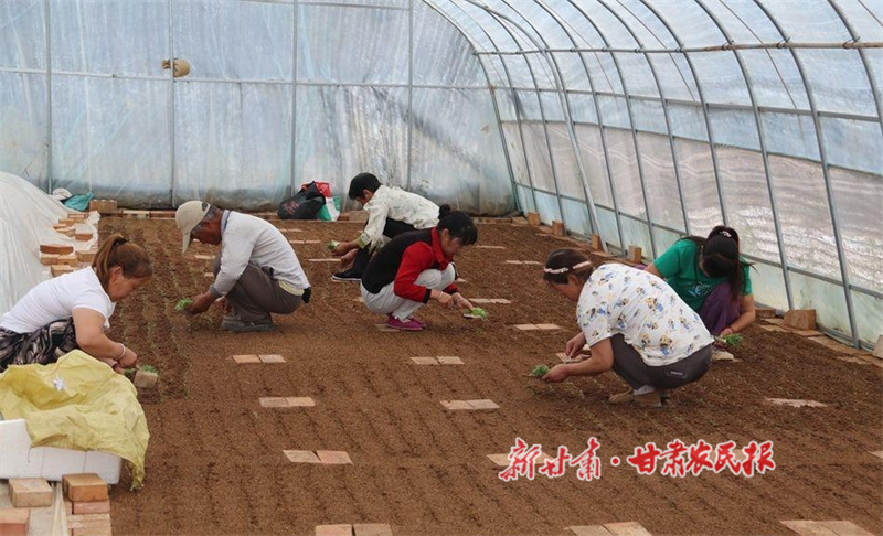 秦安縣：小薯種孕育大產(chǎn)業(yè)