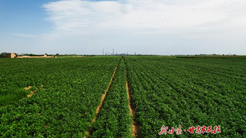 涼州區(qū)：馬鈴薯產(chǎn)業(yè)鋪就鄉(xiāng)村振興“薯”光之路
