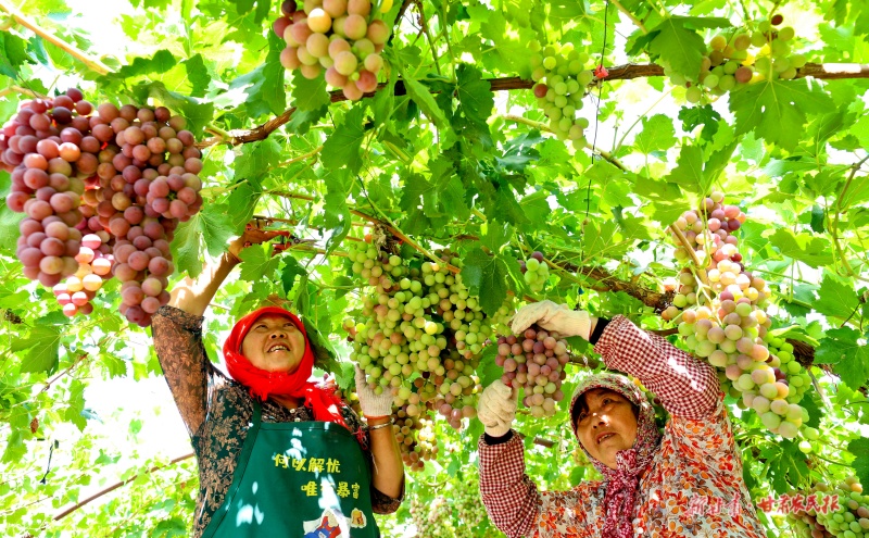 友好村的葡萄迎來采摘季