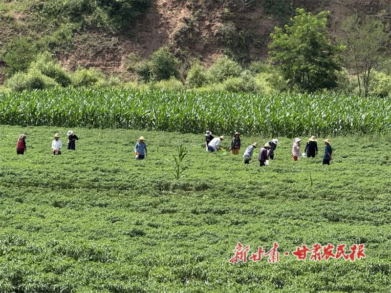 華亭：產(chǎn)業(yè)興旺鄉(xiāng)村美