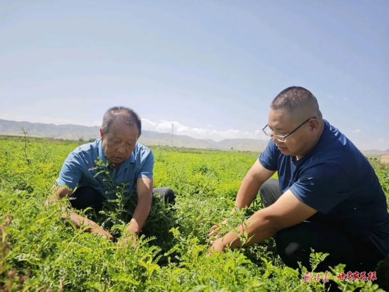 古浪 黃芪種植鋪就鄉(xiāng)村振興“富民路”