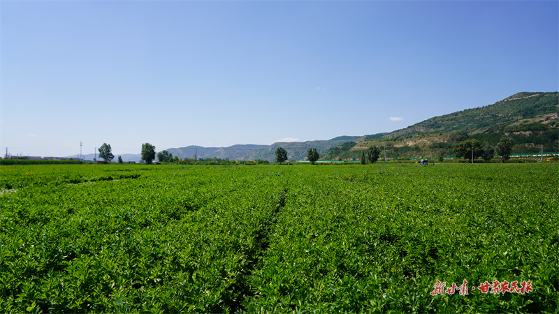 靜寧：千畝芹菜喜豐收