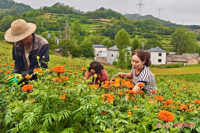 西和縣萬(wàn)壽菊