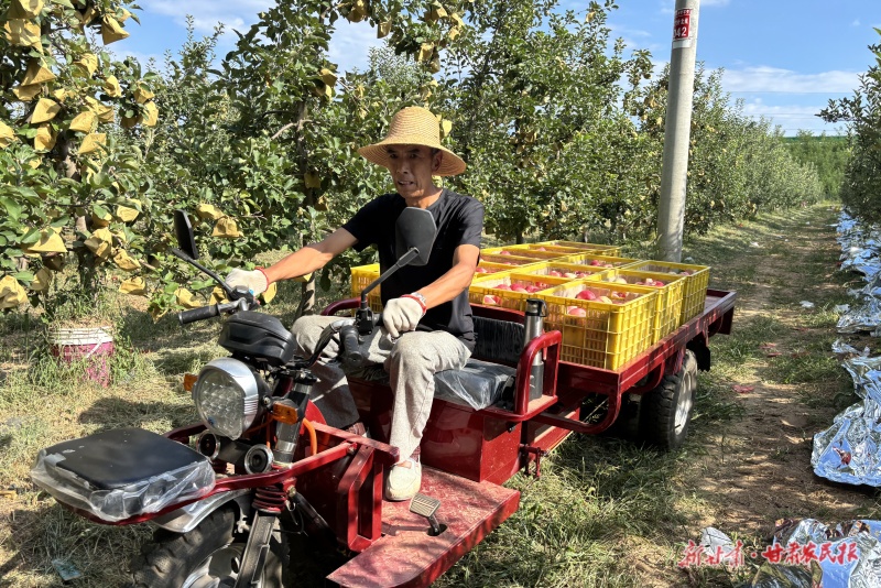 靈臺(tái)早熟蘋果成熟上市